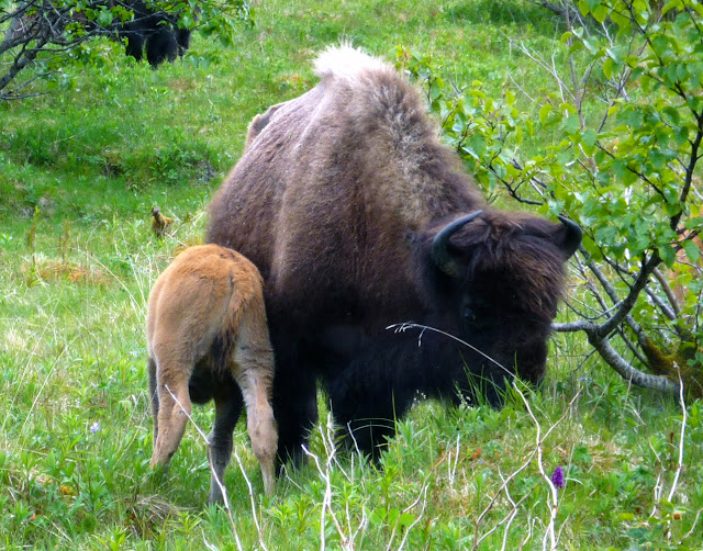 Northwest Explorer: Hiking Kodiak Island 2009