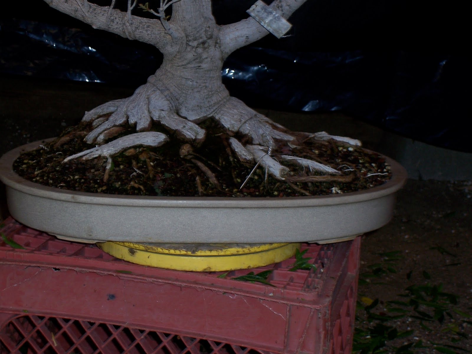 bonsaibp's bonsai blog Ficus defoliation and wiring