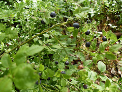 BLUEBERRIES IN OUR FOREST