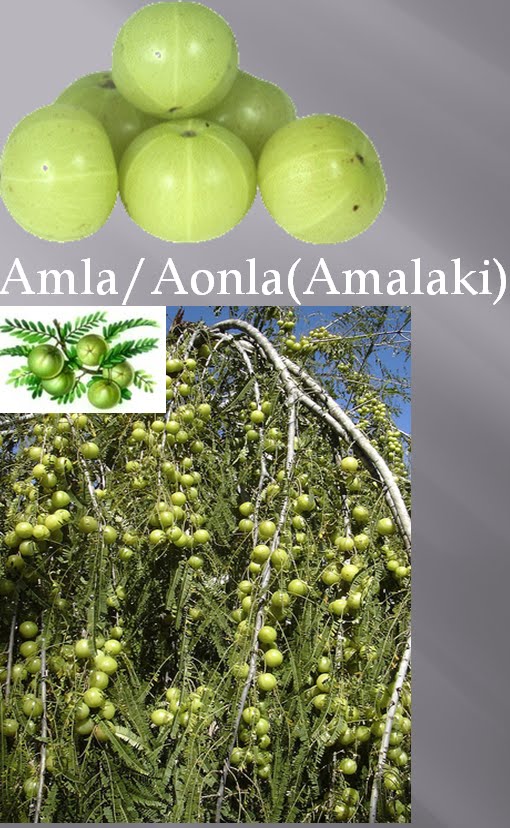 Fruits of Bangladesh: Amla/Aonla(Amalaki)