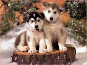 1136177881 800x600 dog wallpaper free dog wallpaper two lovely dogs on stub