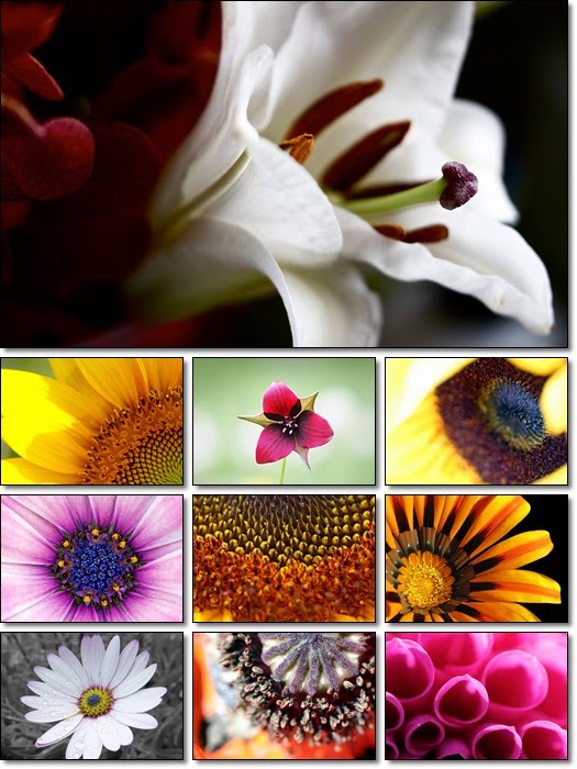 Flowers in Macro Wallpapers