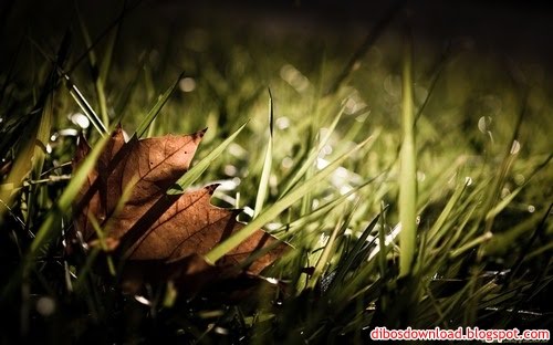 Widescreen Leaf Free Download