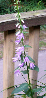 SnaggleTooth's Canterbury Bells 2008