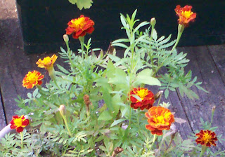 SnaggleTooth's Marigolds 2008