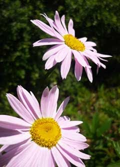 Purple Daisies