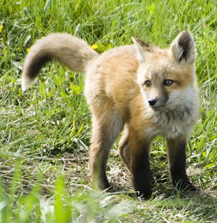 Baby Red Foxes in Jackson Hole, WY – Tales from Echo Canyon