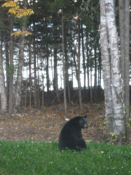 Black Bear Too