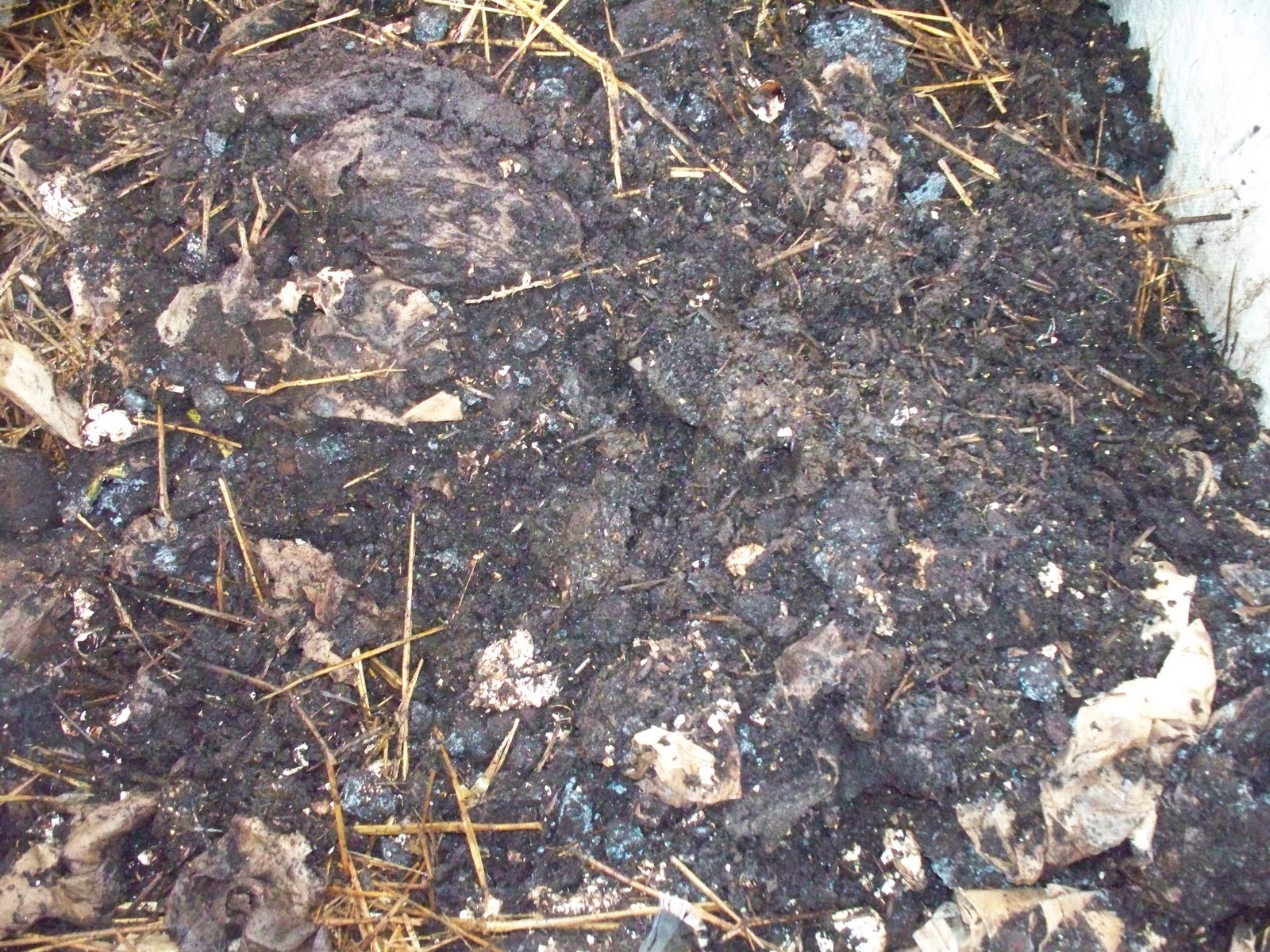 Homegrown Produce/Face Of The Earth Seed Early Winter