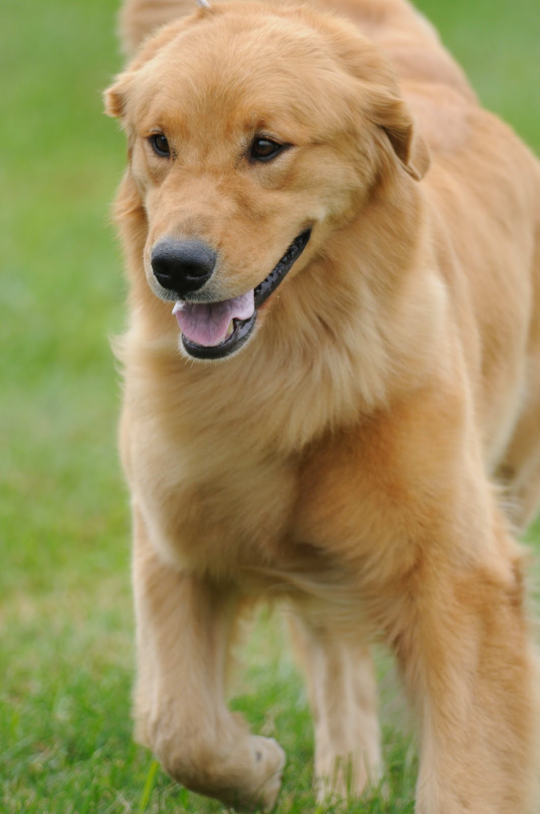KRNaturalPhoto Dog Show Day 2 Golden Retrievers