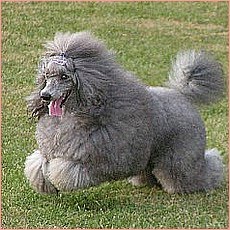 [caniche.jpg]