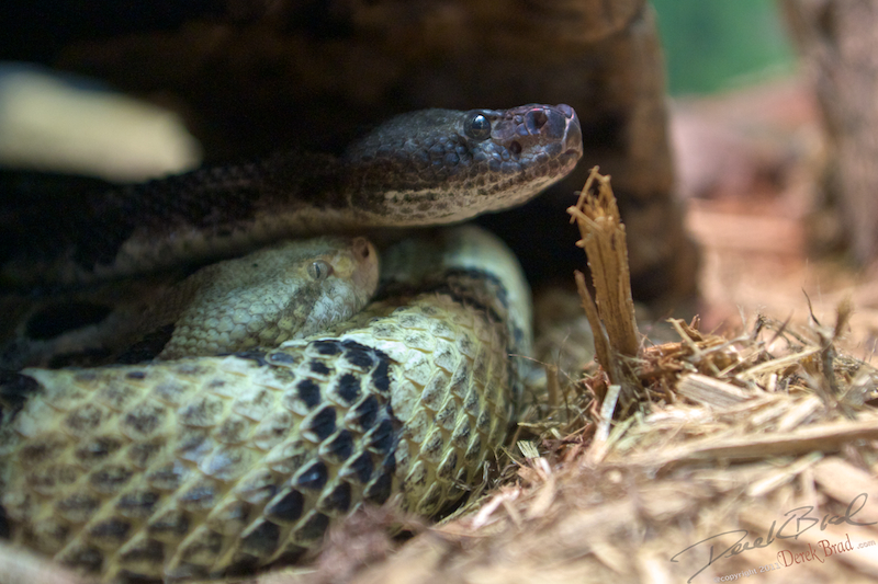 Derek Brad Photography Reptiles Philadelphia Zoo