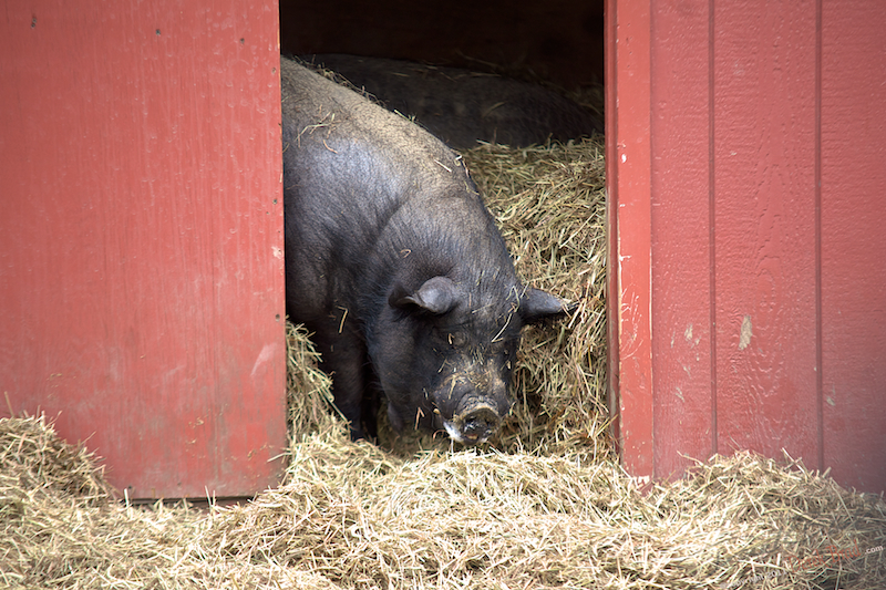Derek Brad Photography Farm Animals Philadelphia Zoo