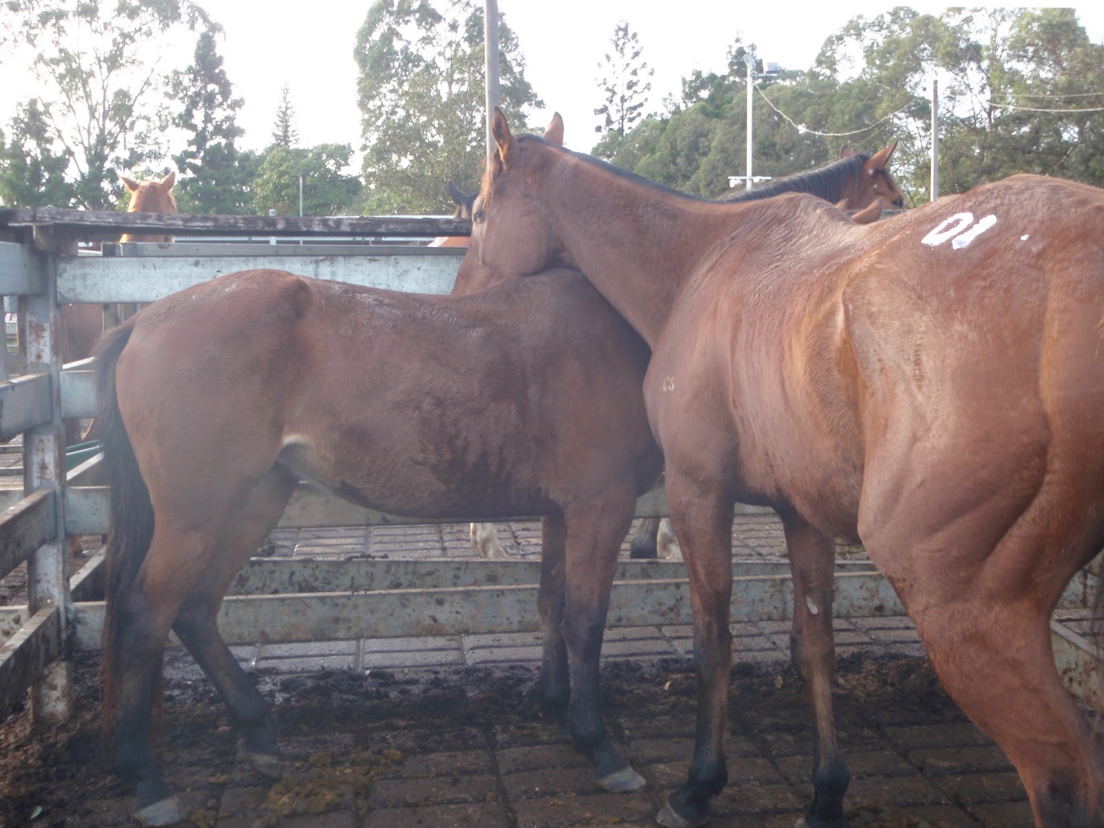 Save a Horse Australia Horse Rescue and Sanctuary Dogger Sales Dates