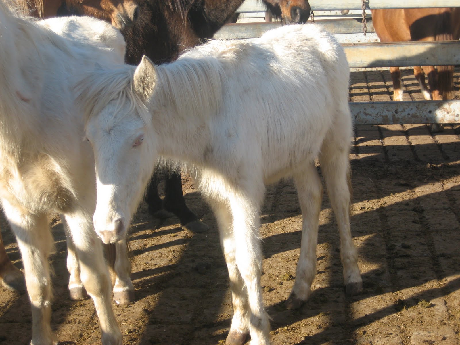 Save a Horse Australia Horse Rescue and Sanctuary Up and coming dogger