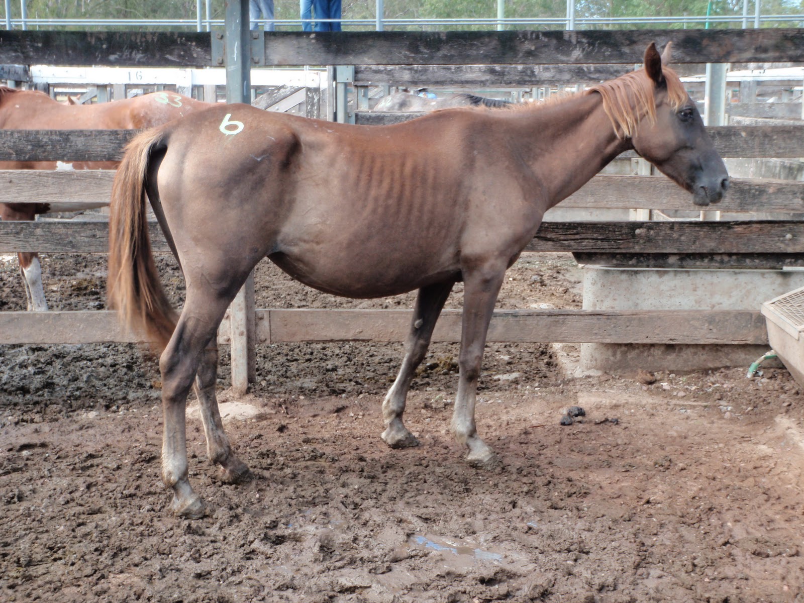 Save a Horse Australia Horse Rescue and Sanctuary Say NO to the sale