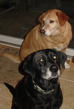 My Babies