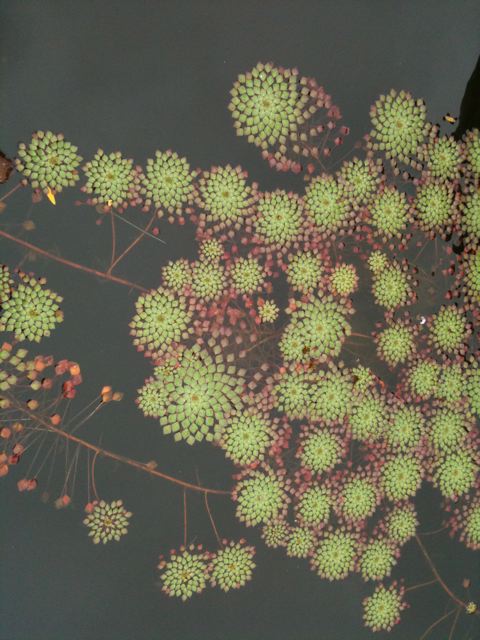 mosaic-plant