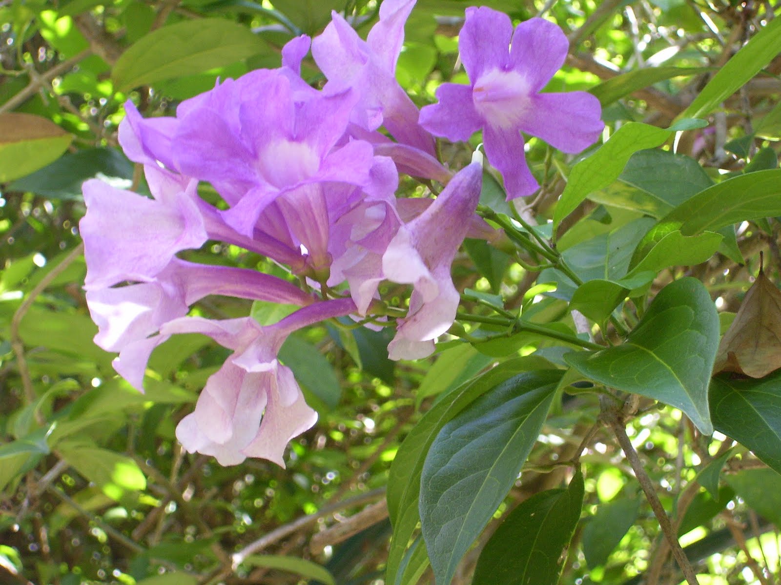 Escallonia Hedge Stock Photos Escallonia Hedge Stock Images Alamy