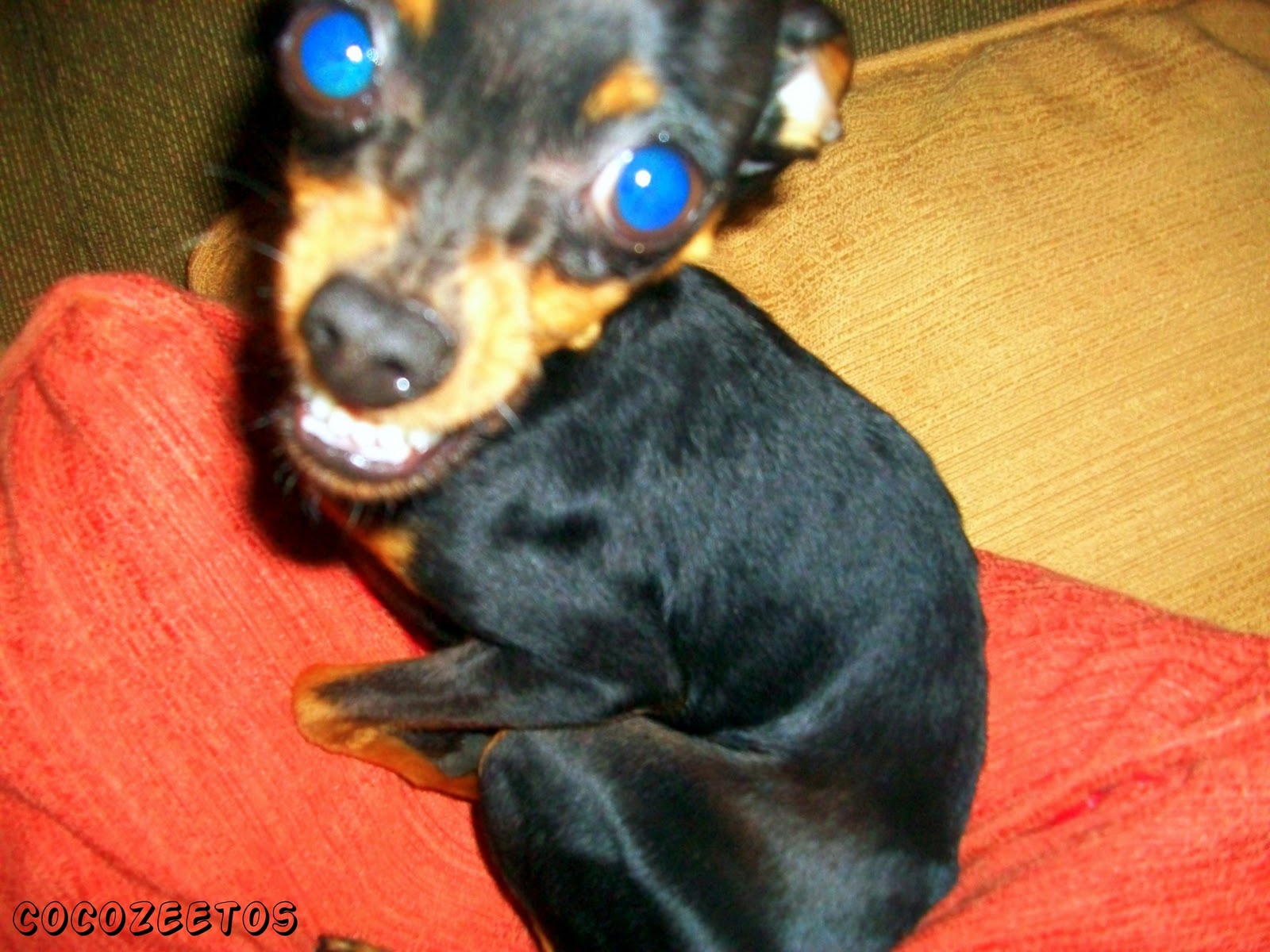 Cocozeeto Cachorrinho psicodélico...