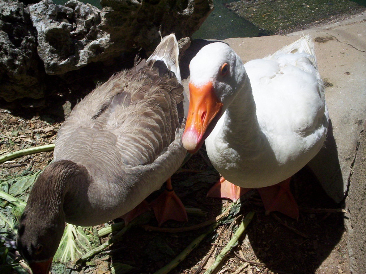 [patos+figueiroenses.jpg]