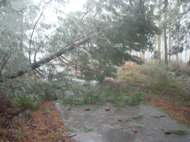 [arvore+caida.JPG]