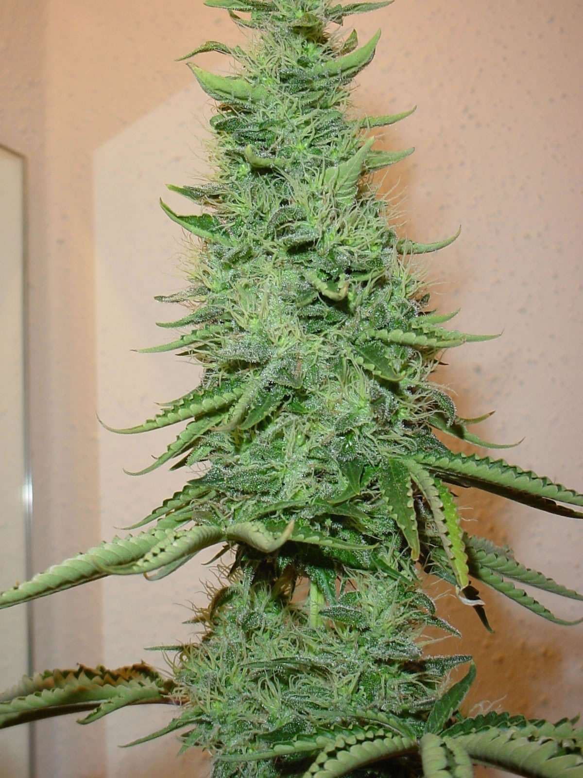 http://2.bp.blogspot.com/_Ykpc6yB8JCk/TG1OFI9mb3I/AAAAAAAAANQ/edk0lWkDX4E/s1600/big_bud_marijuana.jpg