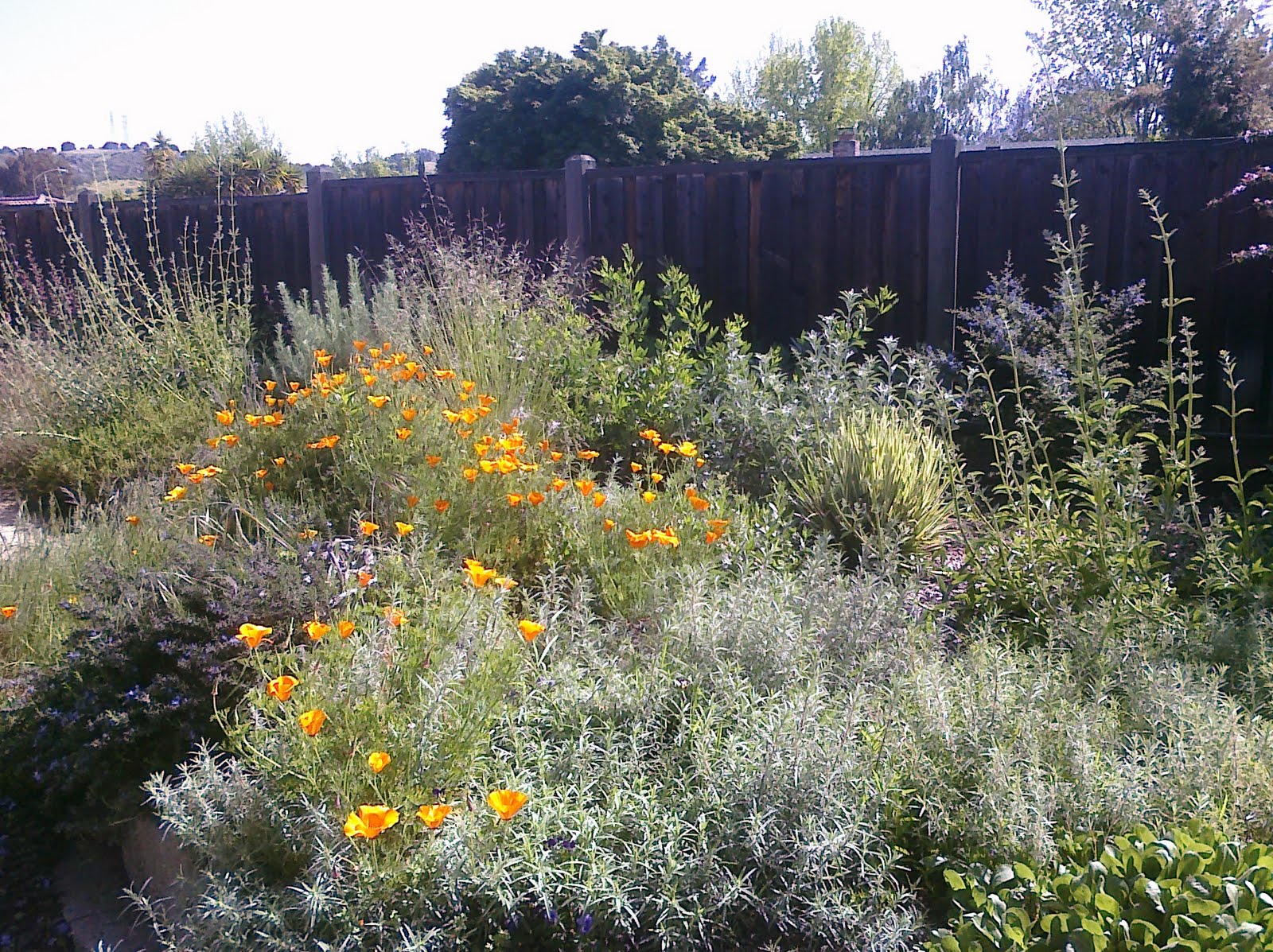 plants-decor-san-jose