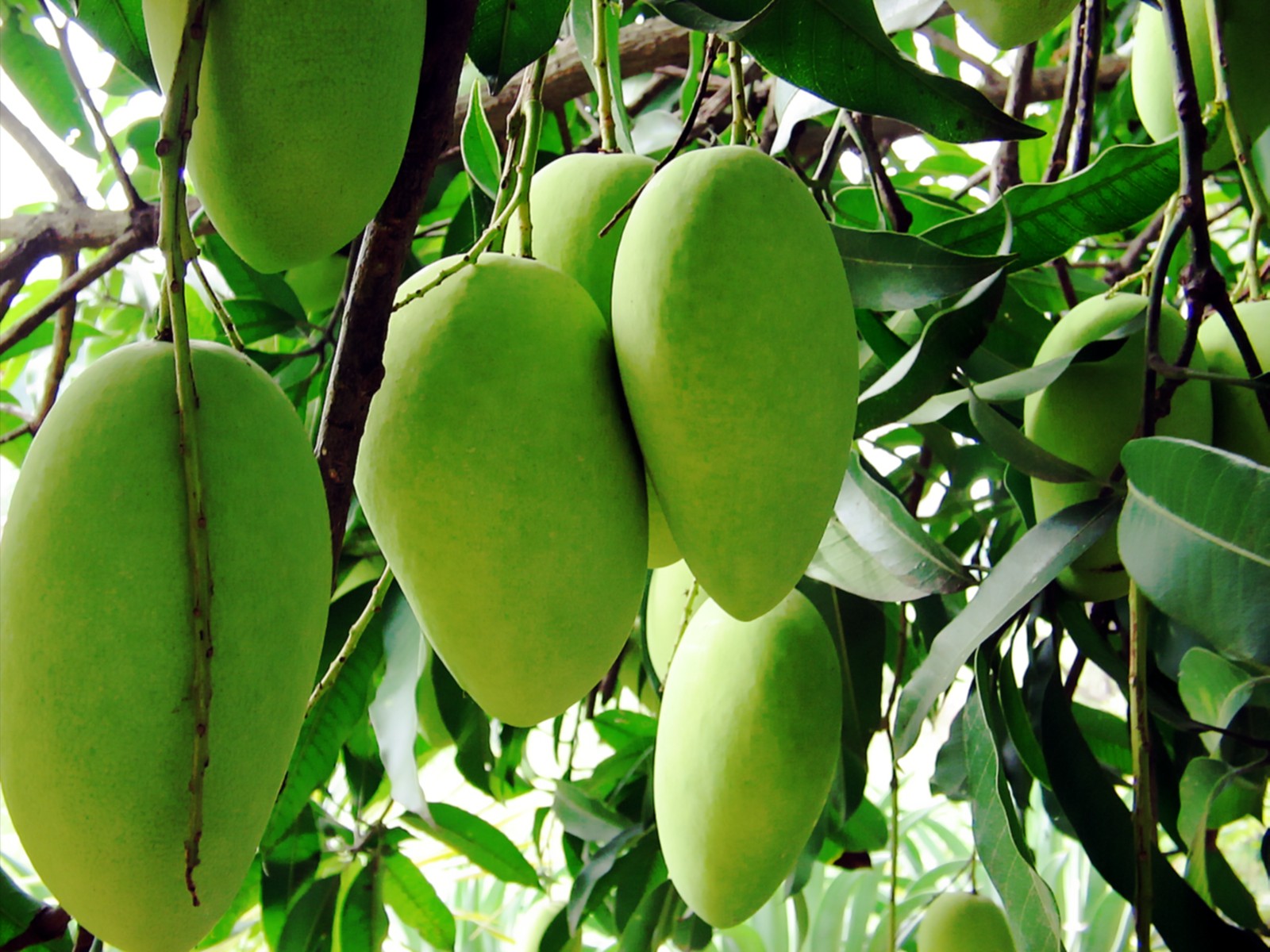 Saipan Nutrition Can diabetics eat sweet fruits like mangoes? Saipan