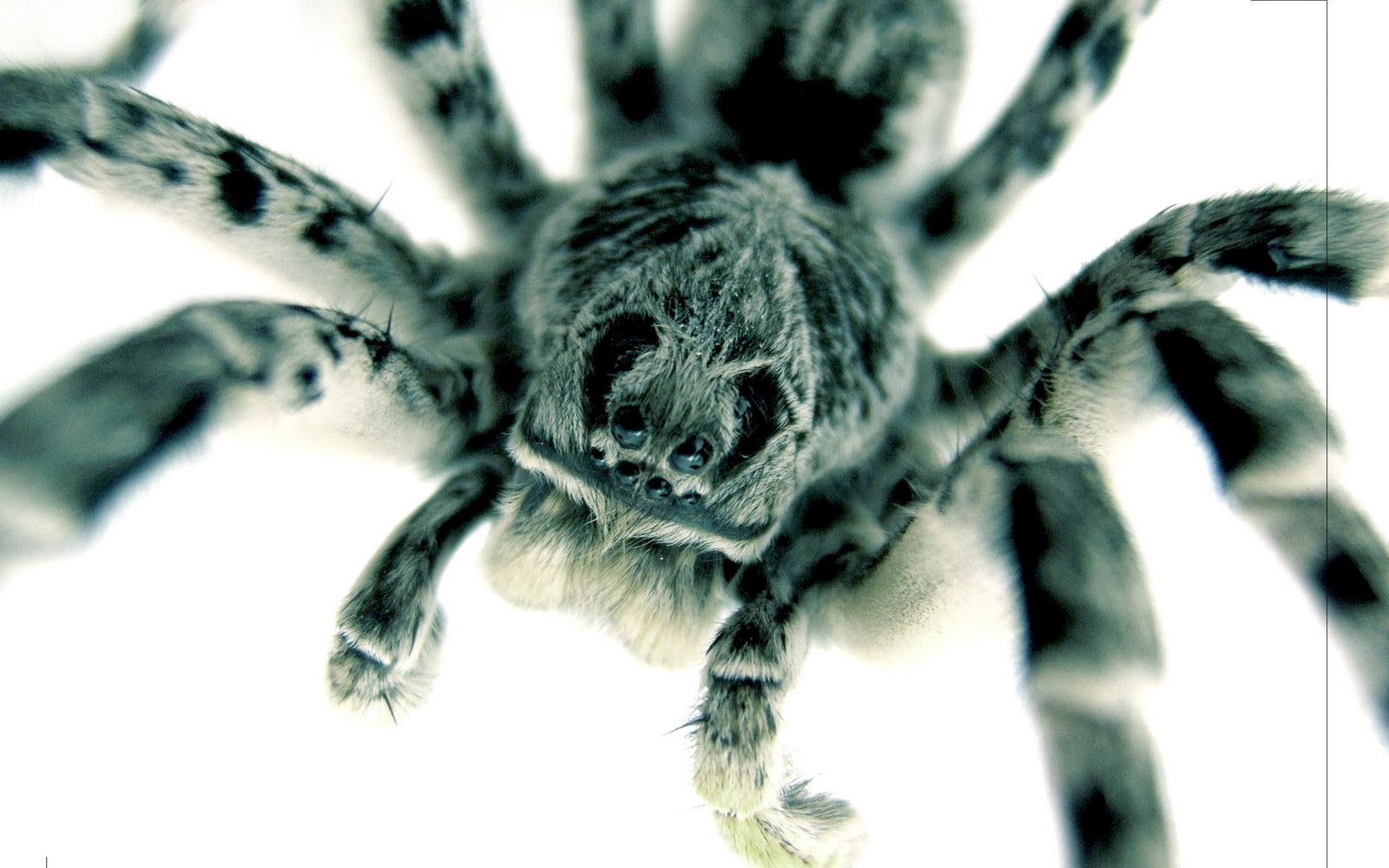 photo Spider wallpaper