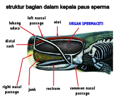 http://2.bp.blogspot.com/_Yn2GIc46ouU/TPB0YqIz0uI/AAAAAAAABK4/GYud5uZ8sh4/s1600/struktur+bagian+dalam+kepala+paus+sperma.jpg