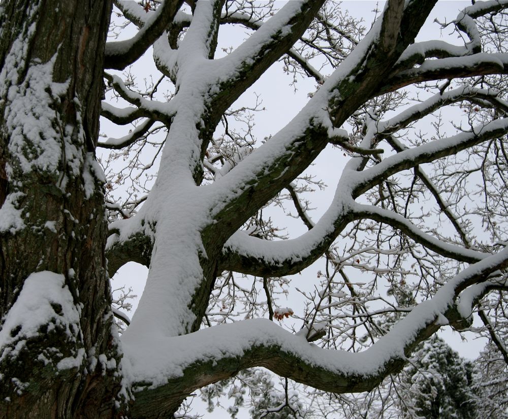 [maple+tree+branches+with+snow.JPG.jpg]
