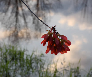 Nature remains.: 2009