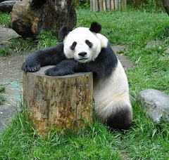 Panda hugging tree