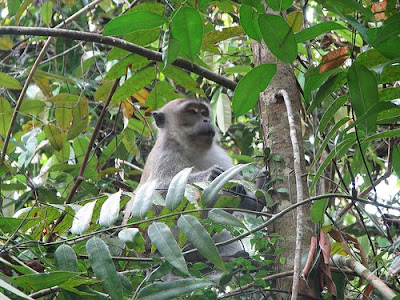 Photo of Macaques