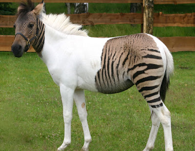 Horse Affiliate Program on Animal Oddity   Photo Of Crossbreed Zebra Horse   Rws Photo Blog