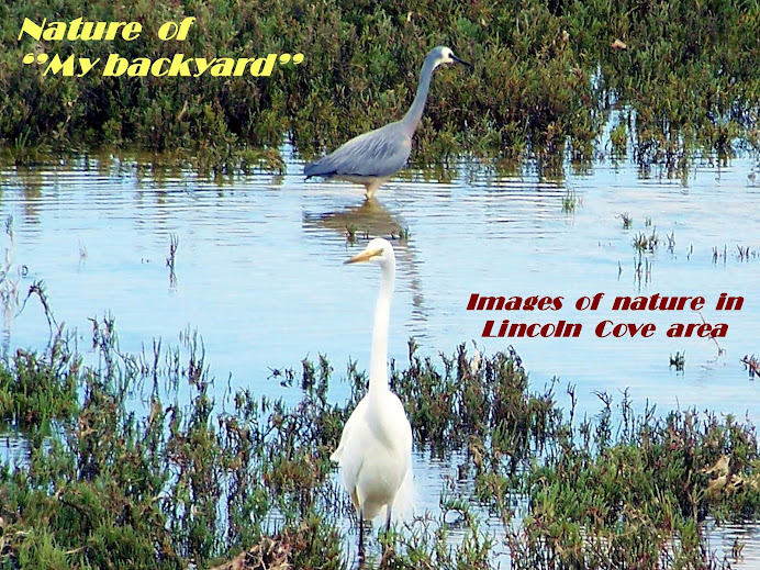 Nature of ''my backyard''