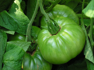 Paul's Brandywine, a healthy green tomato