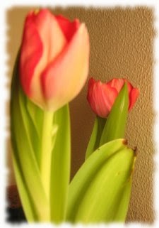 [tulipanes.jpg]