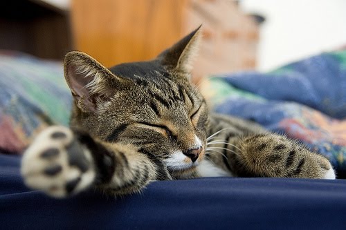 Sleeping