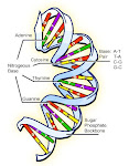 DNA Structure