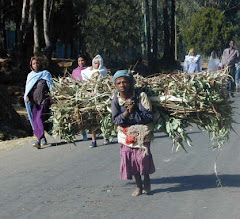Women and children spend a significant portion of each day collecting firewood