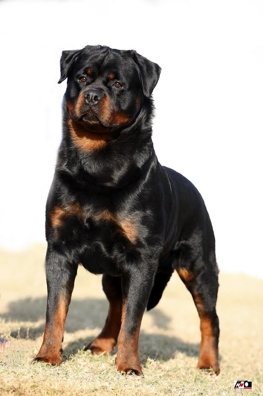 CANIL QUILOMBO - MELHOR ROTTWEILER DO BRASIL ABSOLUTO 2011 CBRR