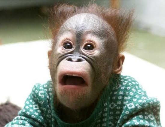 macaco_assustado1.jpg