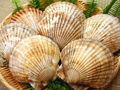 scallop sushi guide