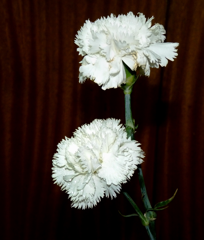 El Blog 2 de Olmosuma Par de Claveles Blancos