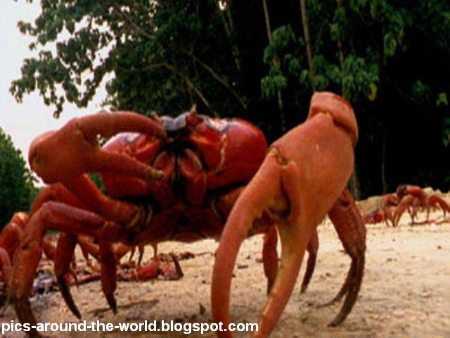 jungle life: dengerous red crab