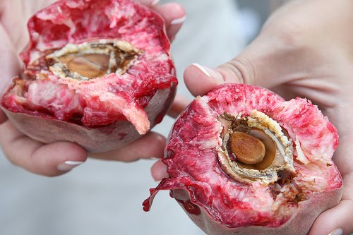 [PechedeSanguineNAMINAMI.jpg]