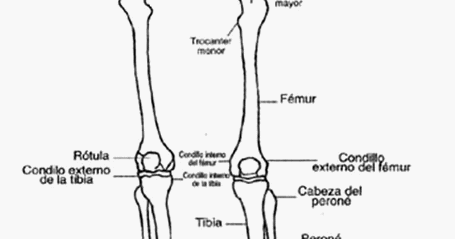 extremidades inferiores del cuerpo humano y sus partes