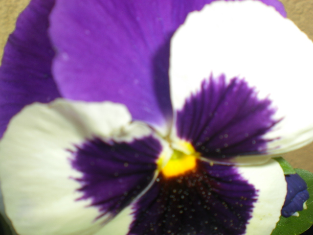 Il Colore Viola Perché Si Chiama Così